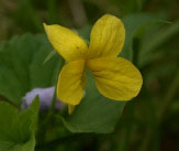 yellow violet  herb for natural health from www.FreeHerbPictures.com
