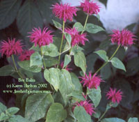 natural health herb beebalm from www.FreeHerbPictures.com