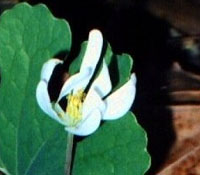 bloodroot herb for natural health from www.FreeHerbPictures.com