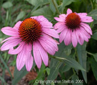natural health herb cone flower from FreeHerbPictures.com