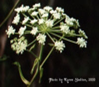 natural health herb angelica from FreeHerbPictures.com